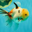 A Grade Sakura Oranda Male 6 inches #071726OR_22