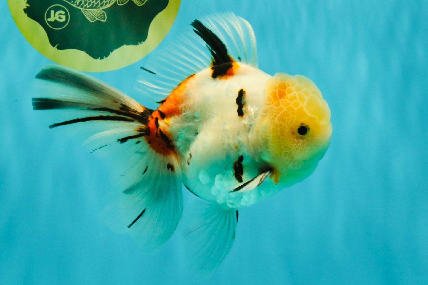 A Grade Sakura Oranda Male 6 inches #071726OR_22