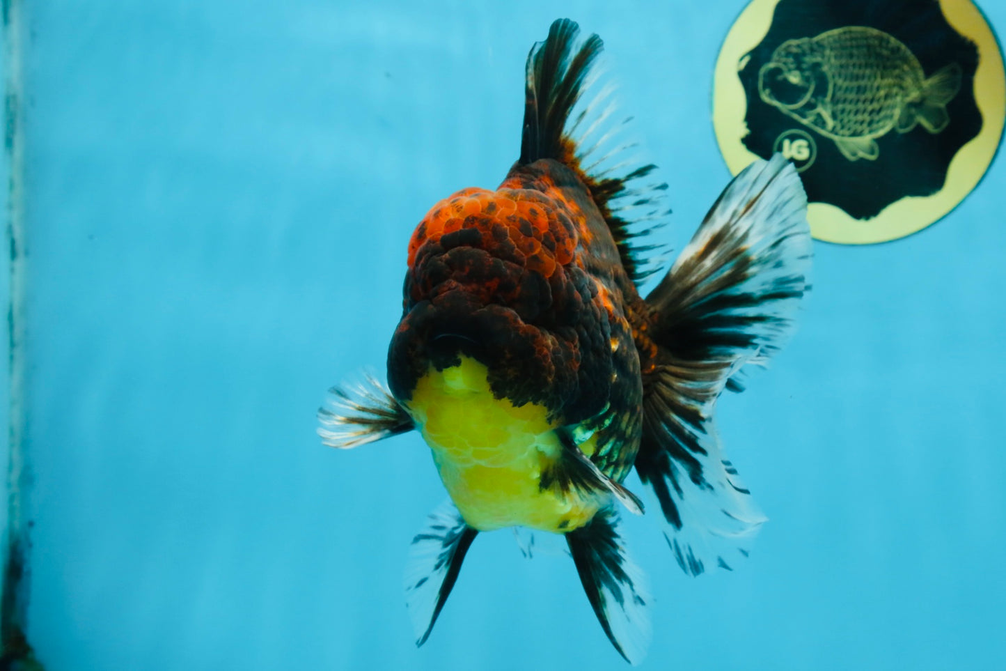 AAA Grade Godzilla Tiger Oranda Male 5.5 inches #100325OR_12