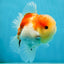 A Grade Sakura Oranda Male 4.5-5 inches #052325OR_06