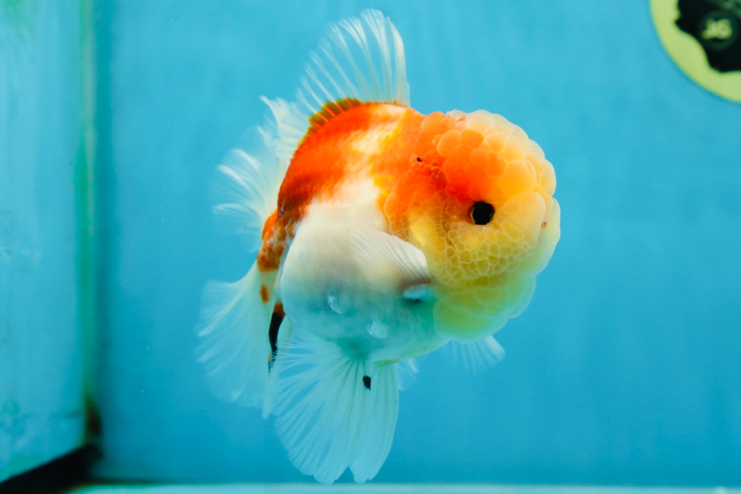 A Grade Sakura Oranda Male 4.5-5 inches #052325OR_06