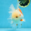 AAA Grade ADORABLE Sakura Oranda Male 6-6.5 inches #091925OR_14