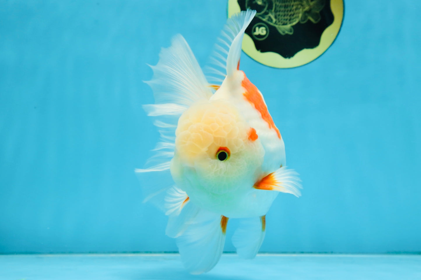 AAA Grade ADORABLE Sakura Oranda Male 6-6.5 inches #091925OR_14
