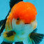 A Grade Tricolor Oranda Male 5 inches #0830OR_19