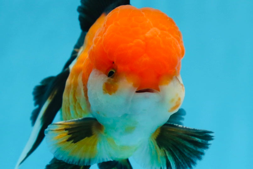 A Grade Tricolor Oranda Male 5 inches #0830OR_19