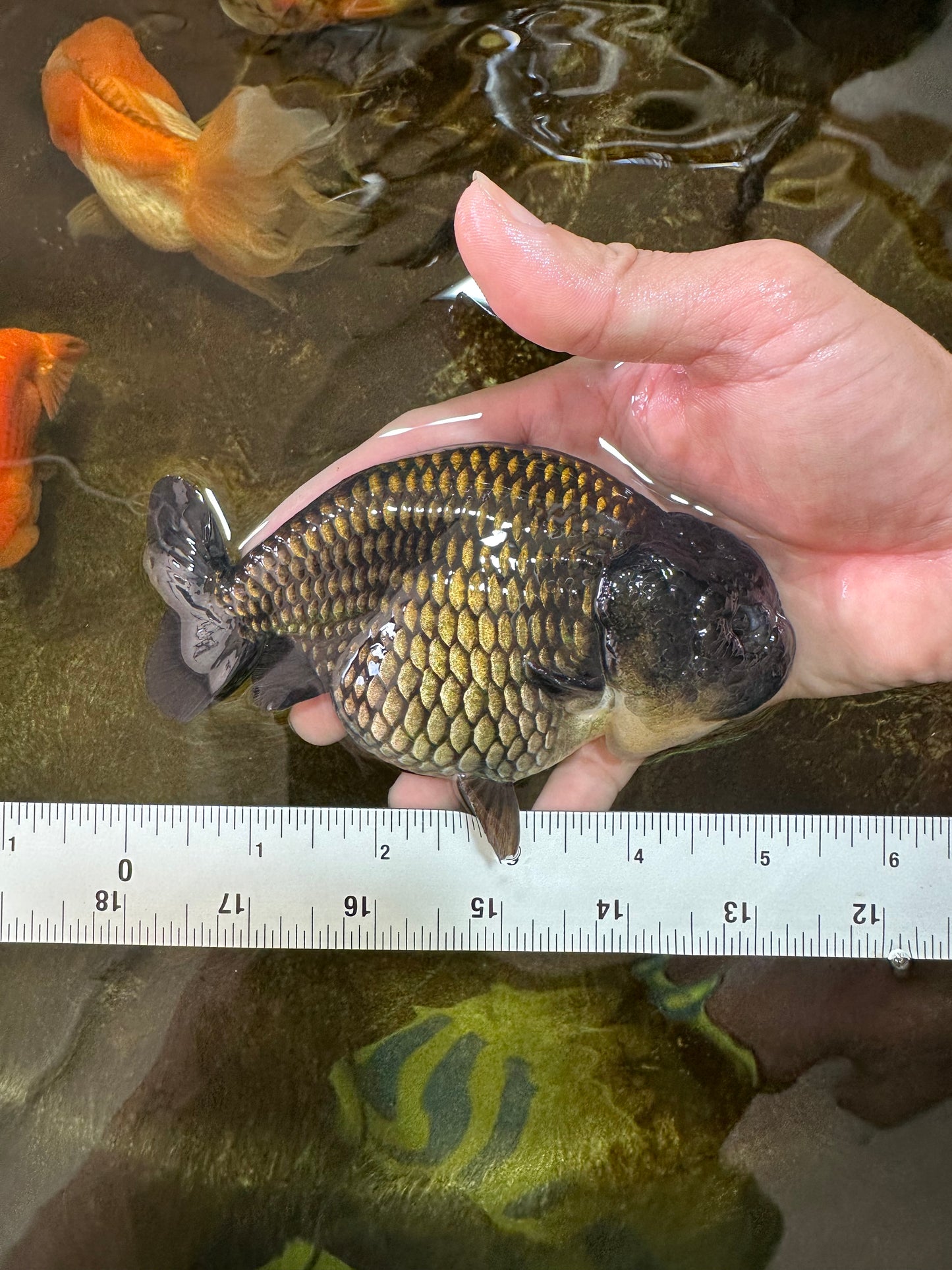 A Grade Black LionQueen 5-5.5 inches #071125LC_01