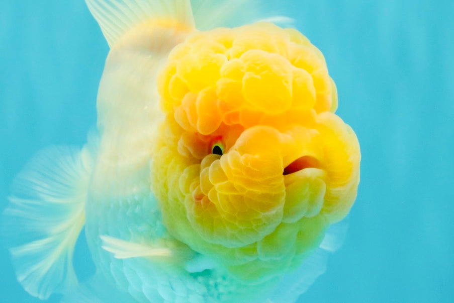 AAA Grade White Oranda Female 7-7.5 inches #032026OR_03