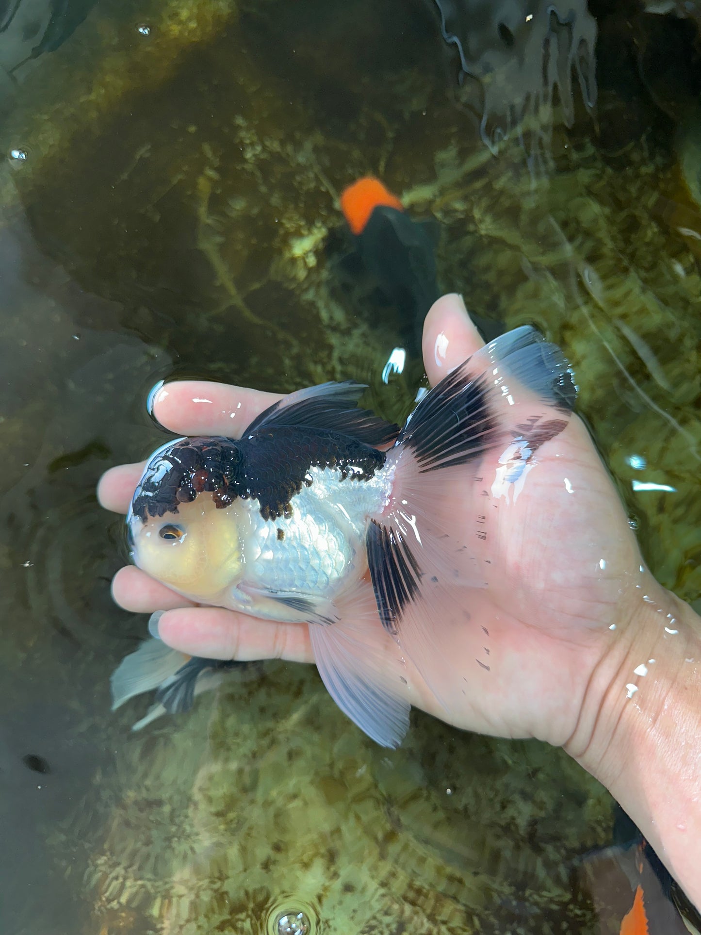A Grade Panda Oranda Male 5-5.5 inches #080125OR_27