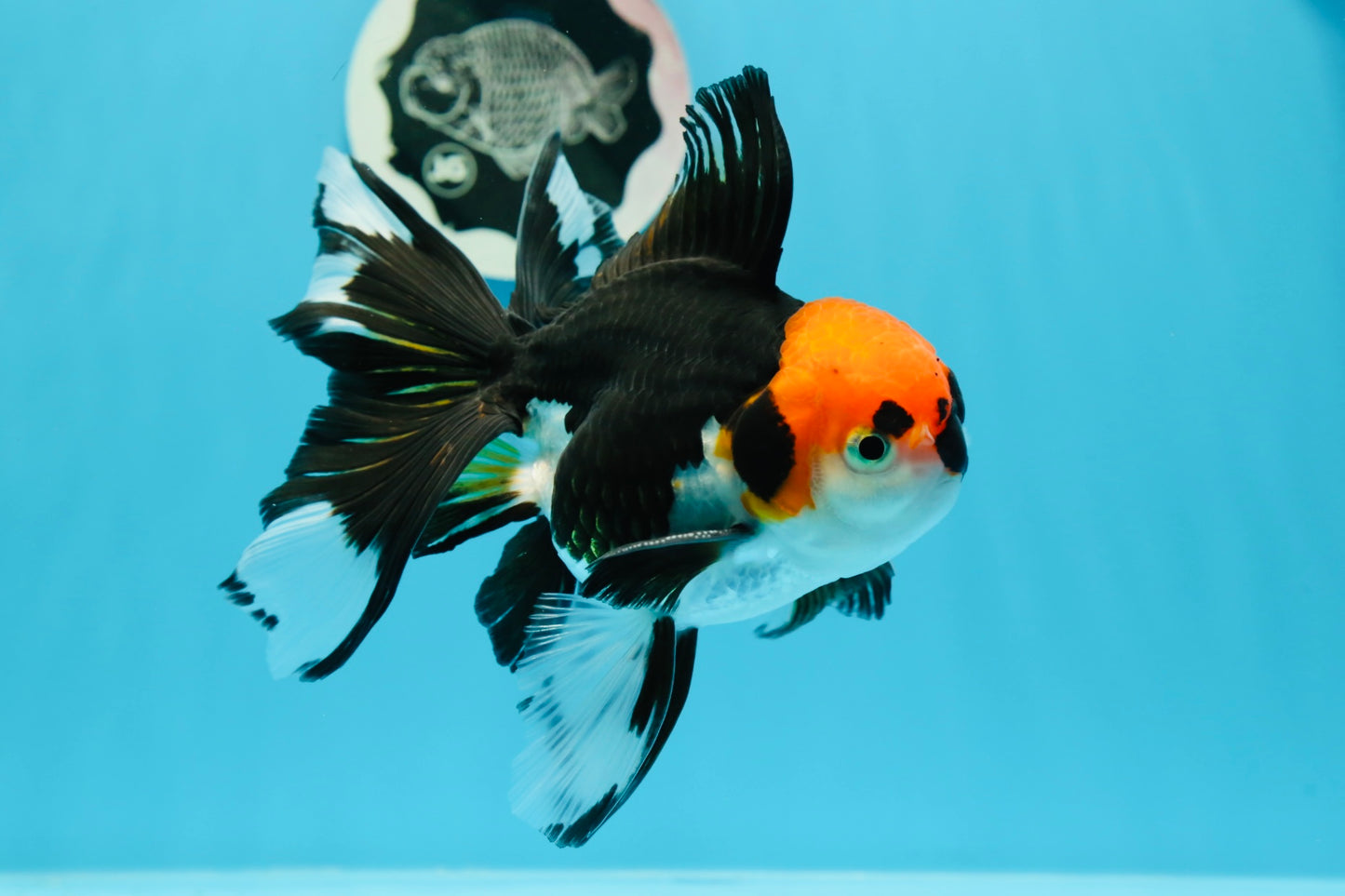 AAA Grade Tricolor Beautiful Tail Oranda Female 5.5–6 inches #0614OR_24