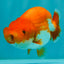 A Grade Red White LionQueen 4.5 inches #070326LC_33