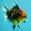 A Grade Tiger Oranda Female 5.5 inches #090426OR_07