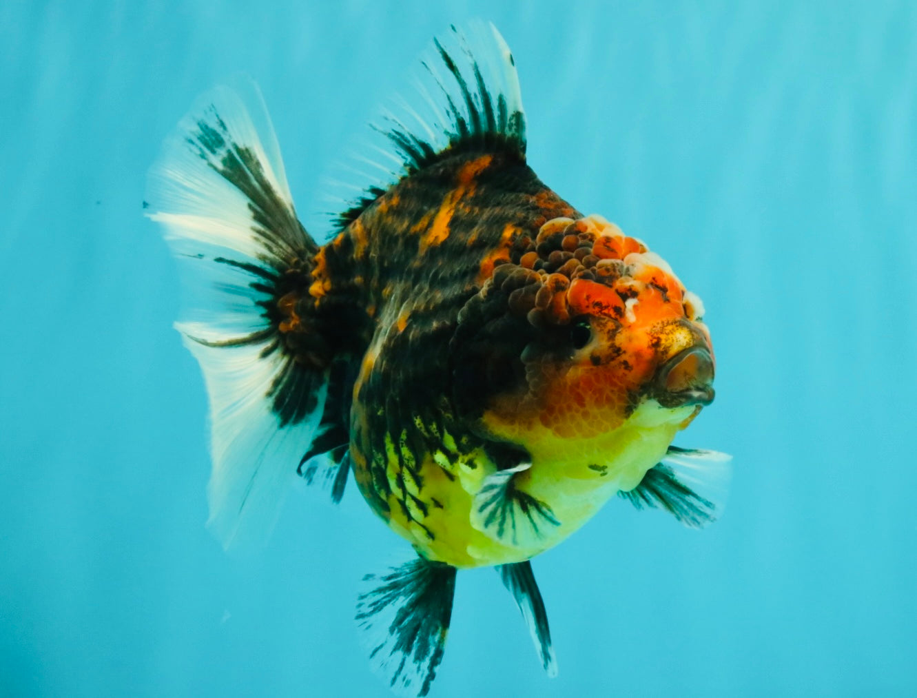 A Grade Tiger Oranda Female 5.5 inches #090426OR_07