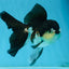A Grade Panda Oranda Female 5.5 inches #082225OR_24