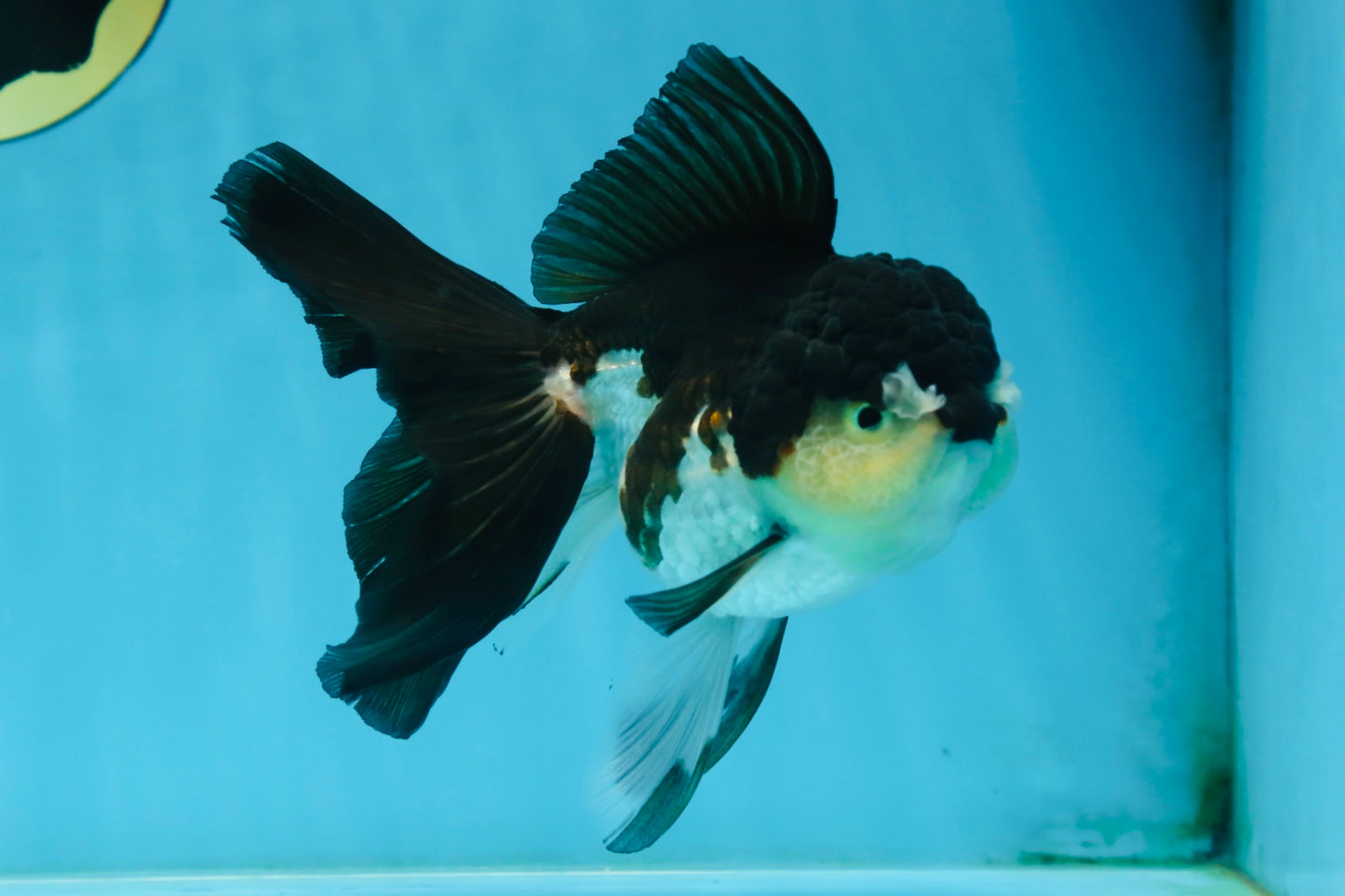 A Grade Panda Oranda Female 5.5 inches #082225OR_24