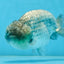 A Grade CHONKY Blue LionKing 5-5.5 inches #082925LC_17
