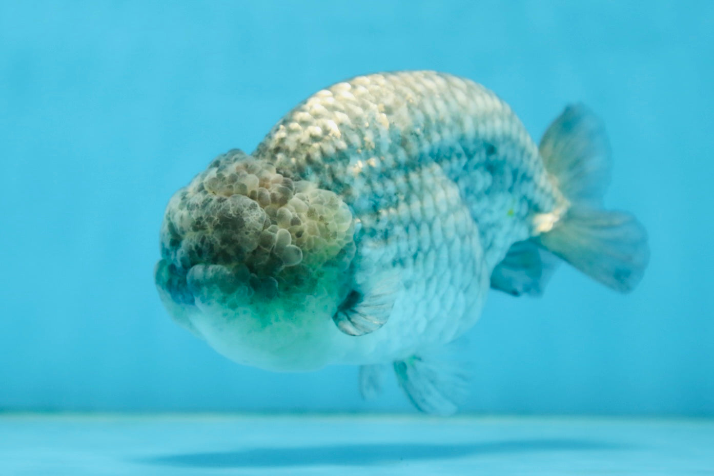 A Grade CHONKY Blue LionKing 5-5.5 inches #082925LC_17