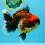 CHUNKY SUPER AAA Grade Godzilla Calico Oranda Male 6.5-7 inches #032726OR_07