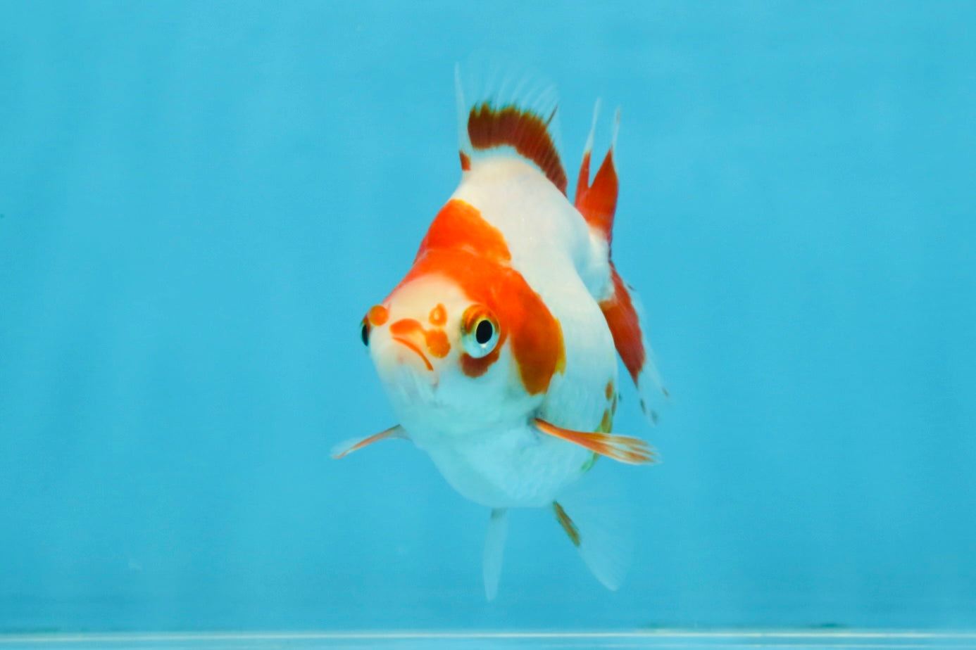 A Grade Red White Ryukin Female 3.5-4 inches #111425RK_04