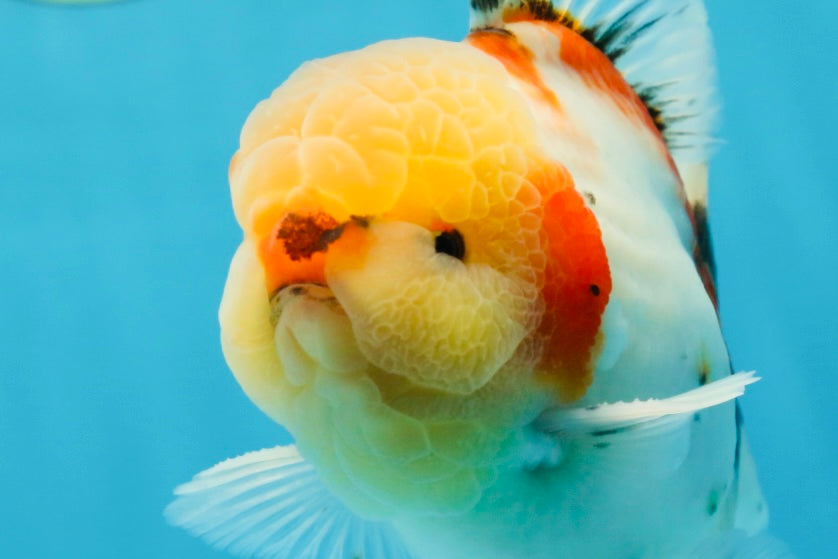 AAA BULL DOG Grade Godzilla Calico Sakura Button Eyes Oranda Male 5.5 inches #051625OR_19