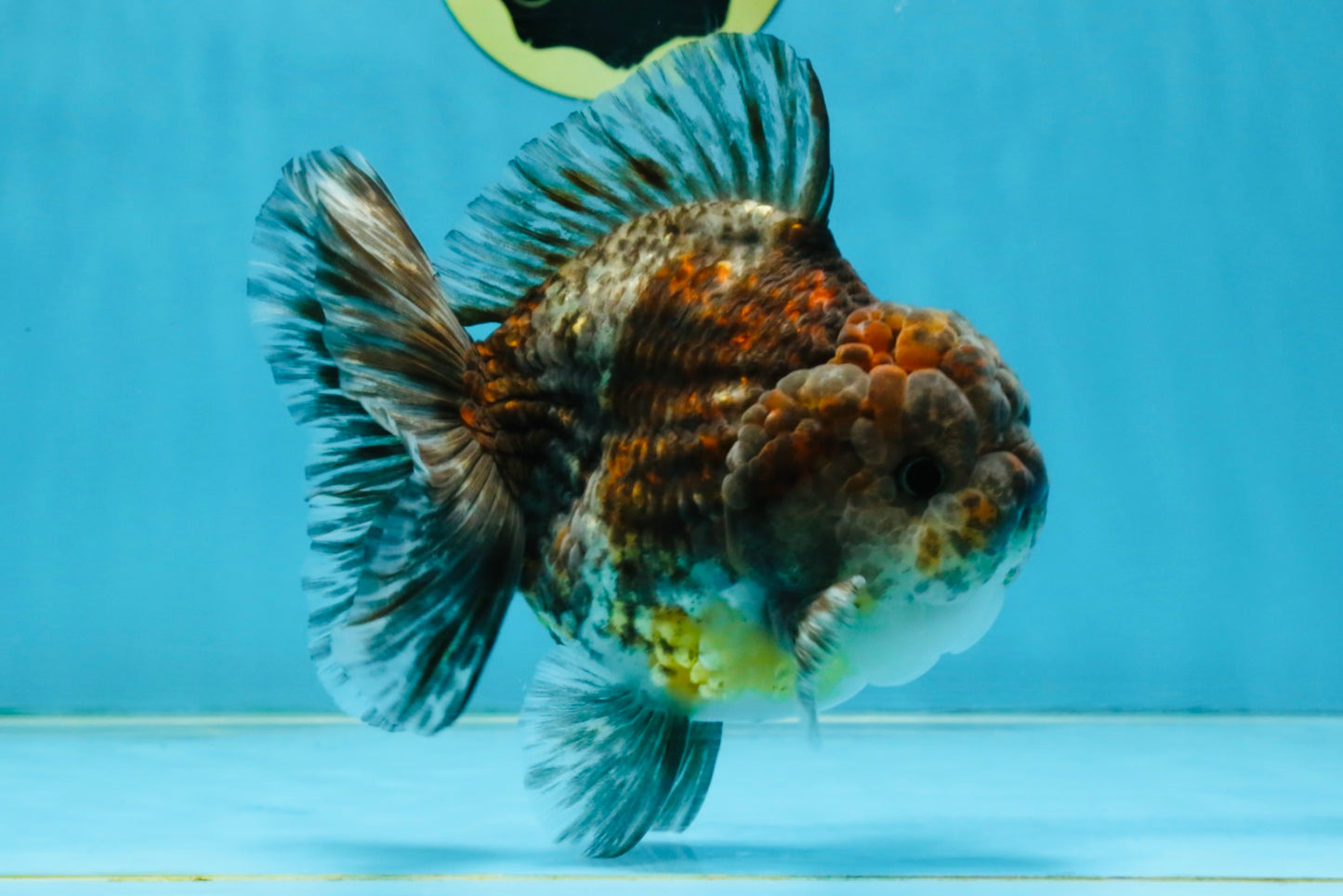 RARE A Grade Kirin Oranda Male 5.5 inches #120525OR_02