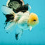 AAA Grade Lemonhead Panda Button Eyes Oranda Male 5.5 inches #112224OR_11