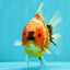 Calico Yuanbao Male 4.5-5 inches #073126YB_15