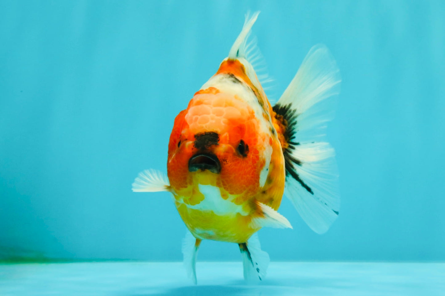 Calico Yuanbao Male 4.5-5 inches #073126YB_15