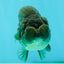 A Grade Black LionQueen 5 inches #082126LC_21