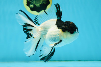 A Grade Panda Prince Oranda Male 5 inches #011025OR_11