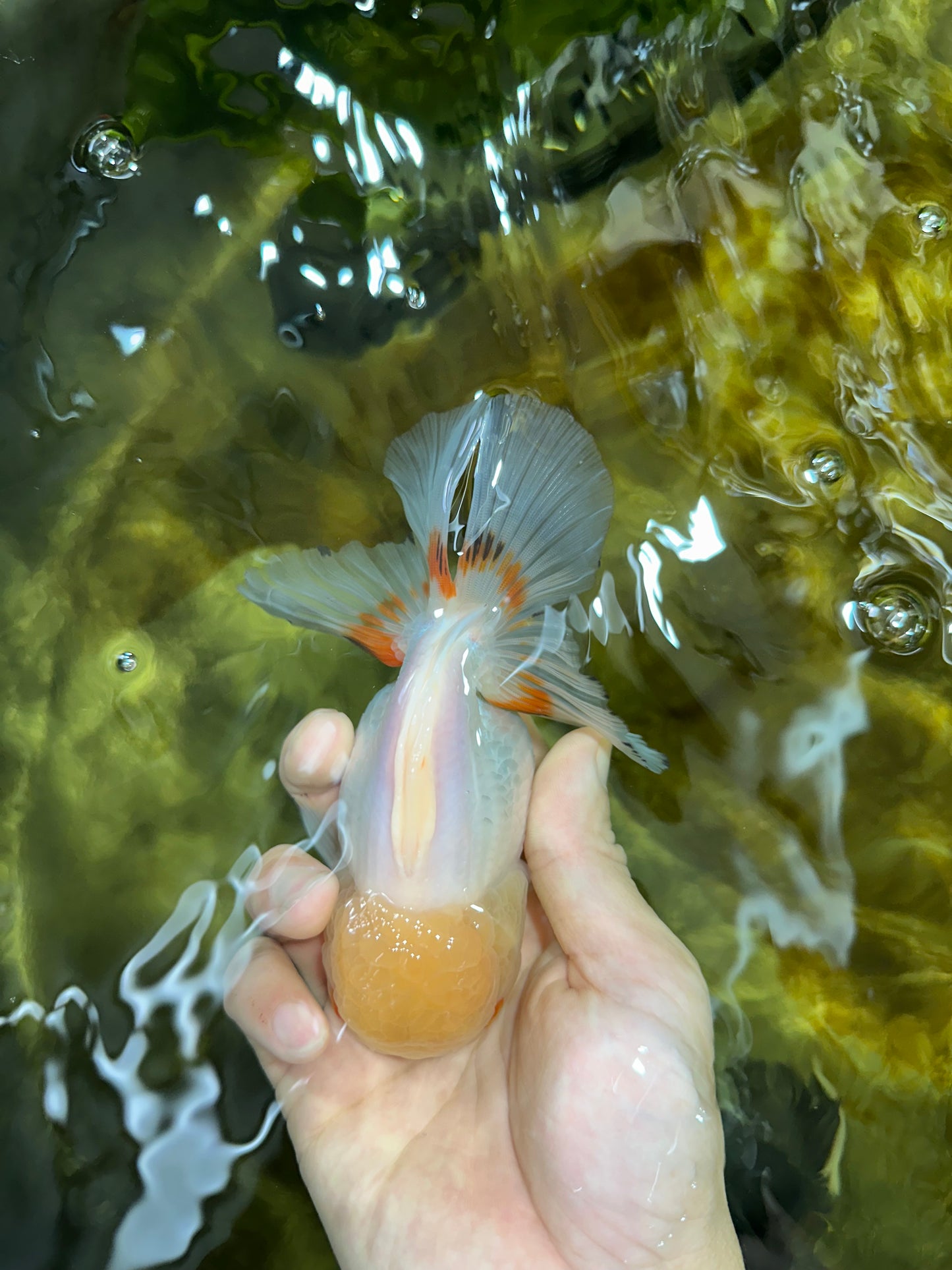 White Beauty Oranda Male 5 inches #053025OR_30