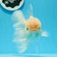 AAA Grade Orange White Sakura Oranda Male 6 inches #0920OR_18