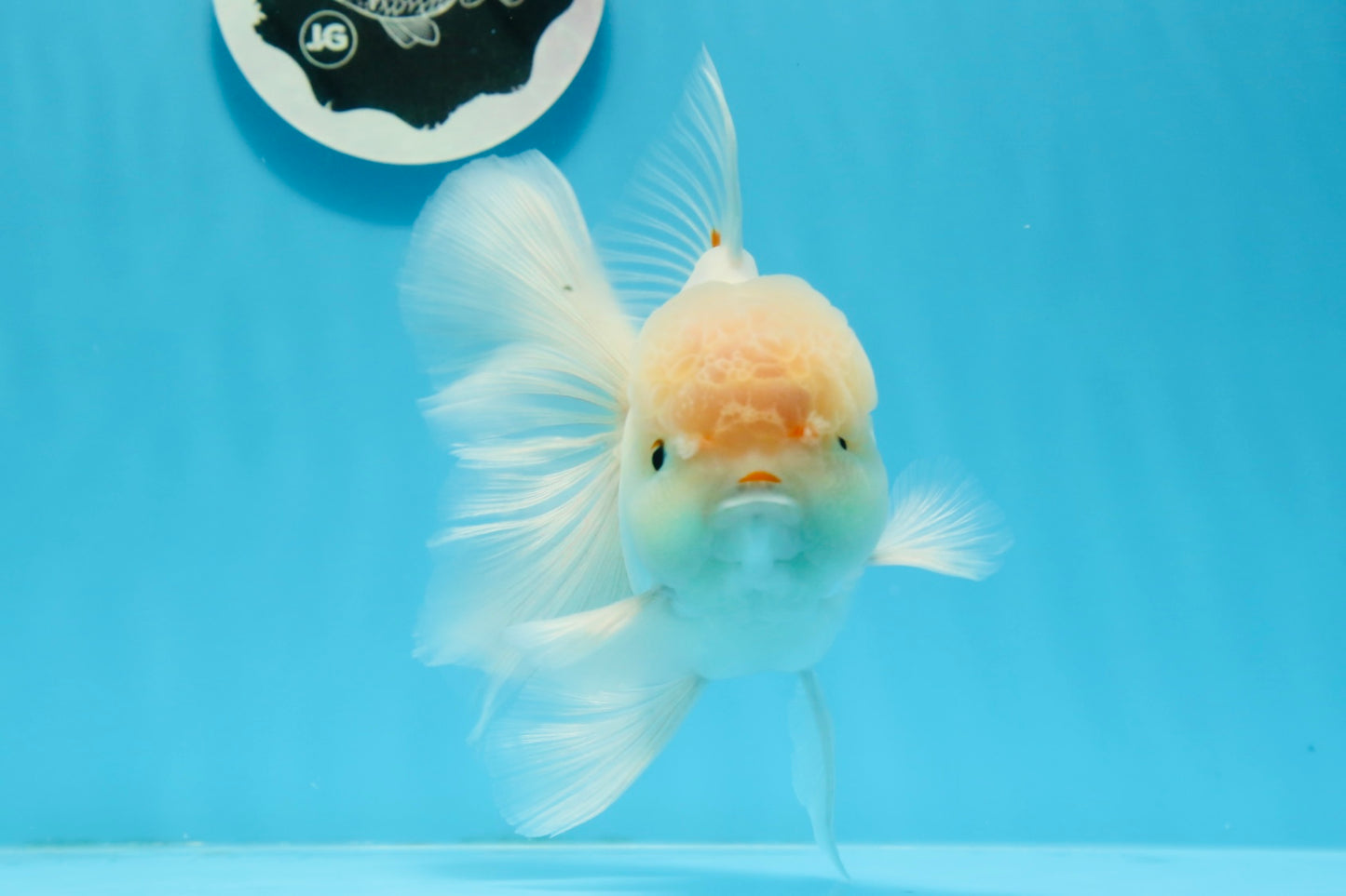 AAA Grade Orange White Sakura Oranda Male 6 inches #0920OR_18