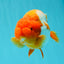 AAA Grade Orange Head Nemo Red White LionKing 5 inches #0329LC_10