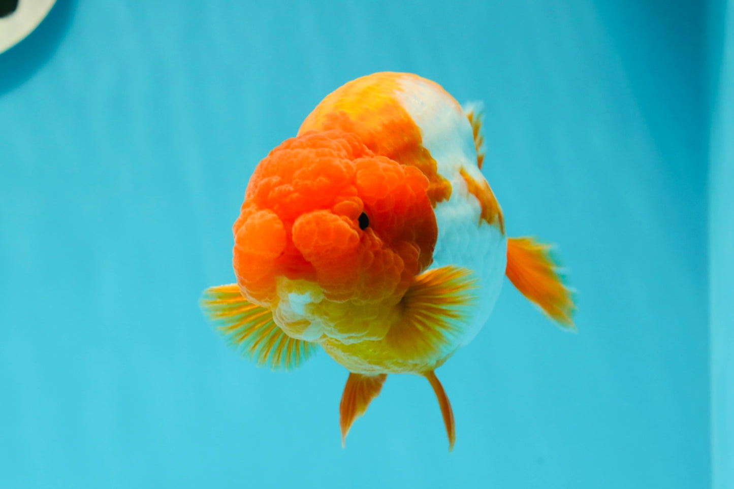 AAA Grade Orange Head Nemo Red White LionKing 5 inches #0329LC_10