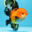 NEMO AAA Grade Apache Oranda Male 6.5 inches  #082225OR_09