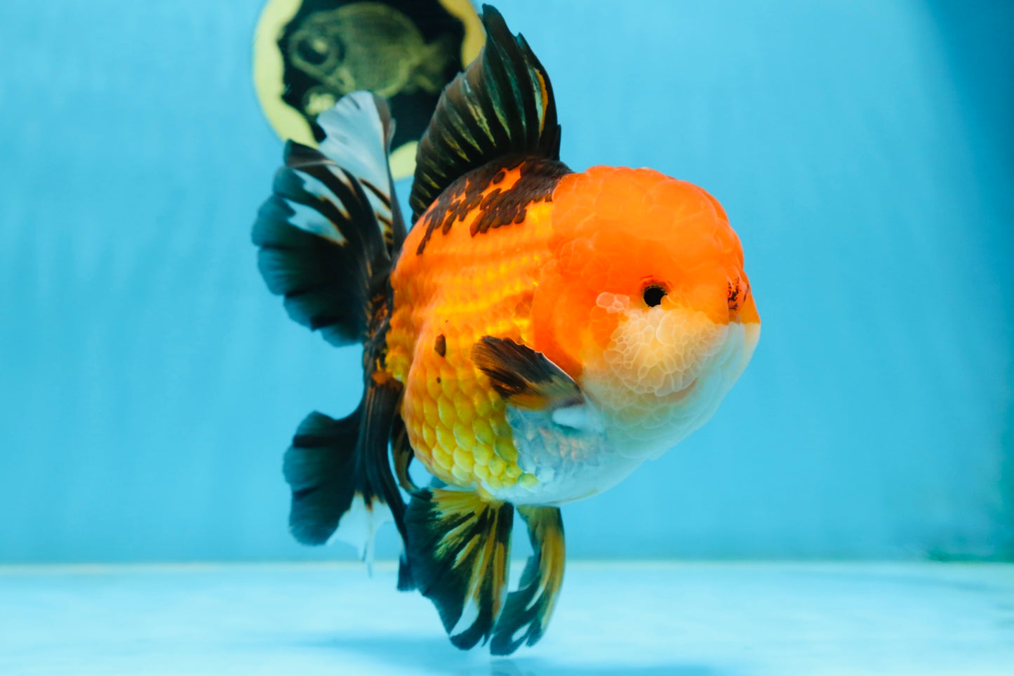 NEMO AAA Grade Apache Oranda Male 6.5 inches  #082225OR_09