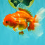 A Grade Red White Oranda Male 5.5-6 inches #070626OR_07