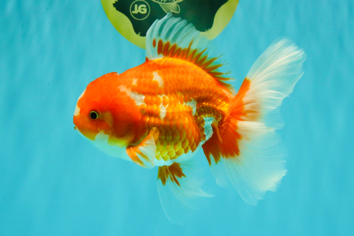 A Grade Red White Oranda Male 5.5-6 inches #070626OR_07