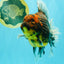 CHUNKY AAA Grade Broadtail Kirin Tiger Oranda Male 7-7.5 inches #080726OR_02