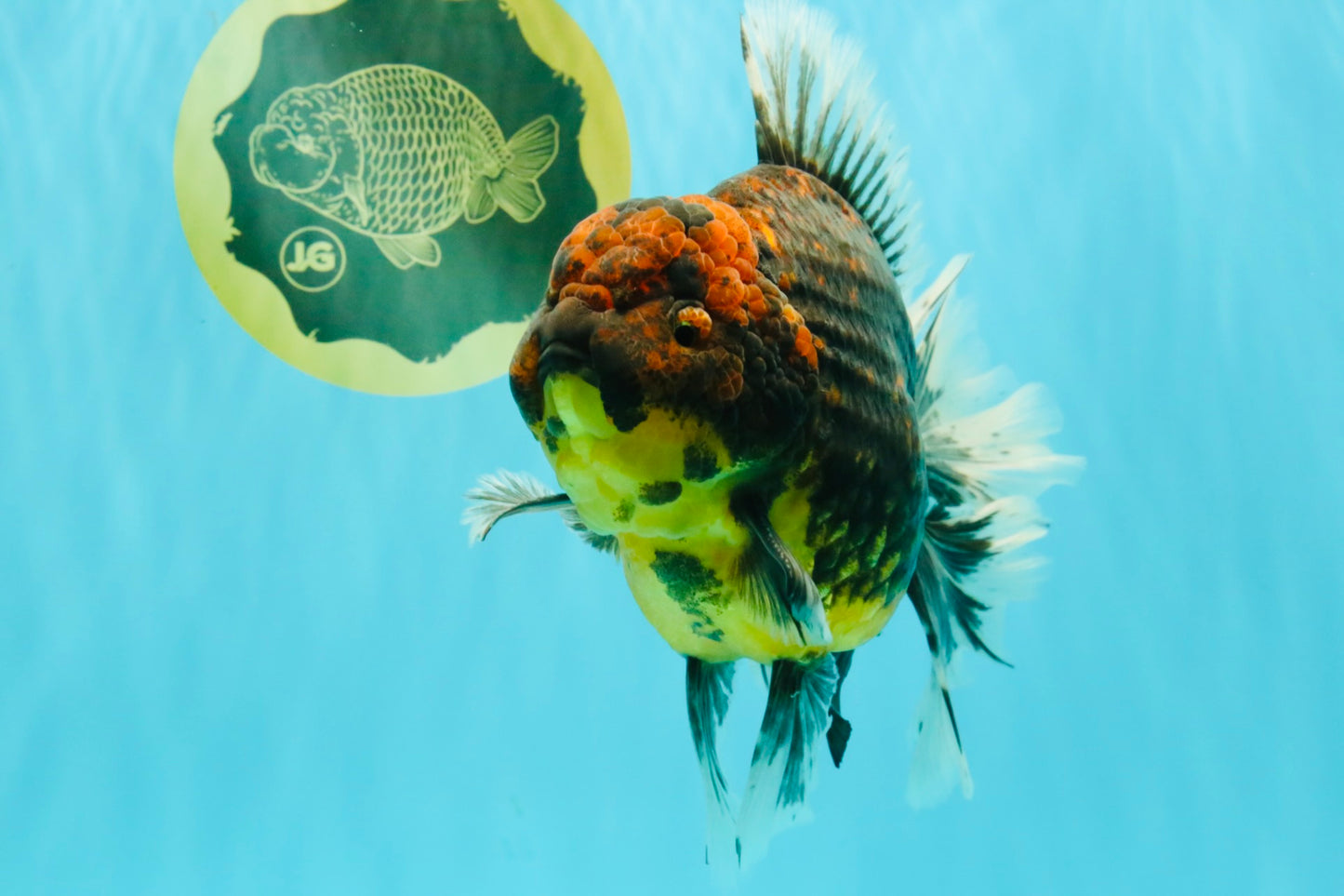 CHUNKY AAA Grade Broadtail Kirin Tiger Oranda Male 7-7.5 inches #080726OR_02