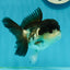 A Grade Panda Oranda Female 5 inches #1004OR_35