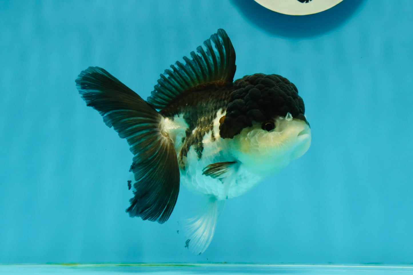 A Grade Panda Oranda Female 5 inches #1004OR_35