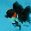A Grade Chonky Tricolor Oranda Male 5 inches #062025OR_19