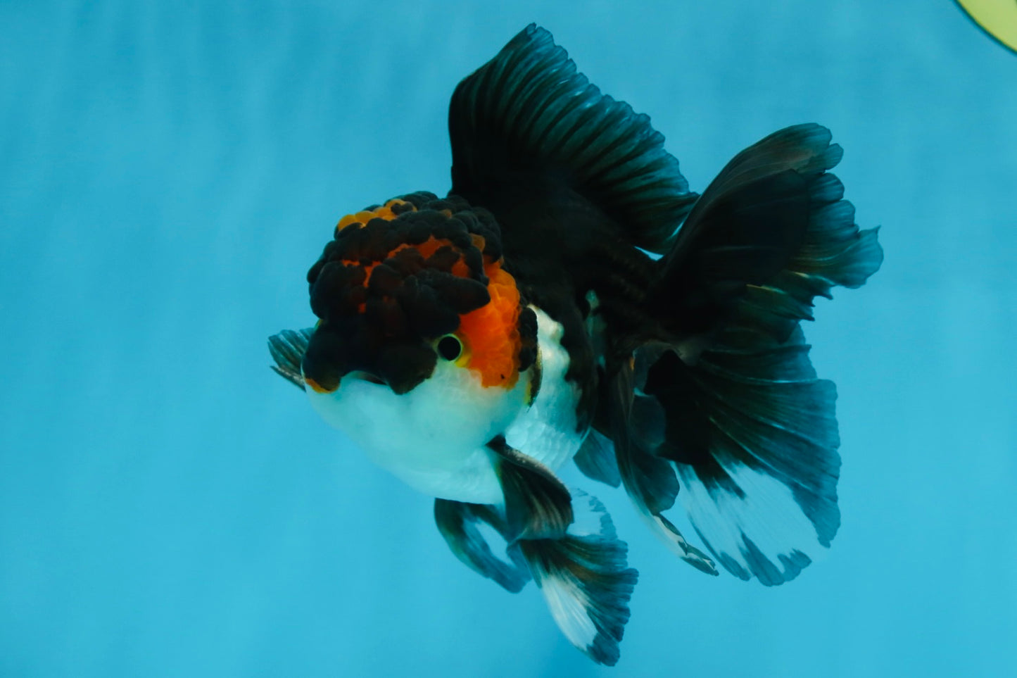 A Grade Chonky Tricolor Oranda Male 5 inches #062025OR_19