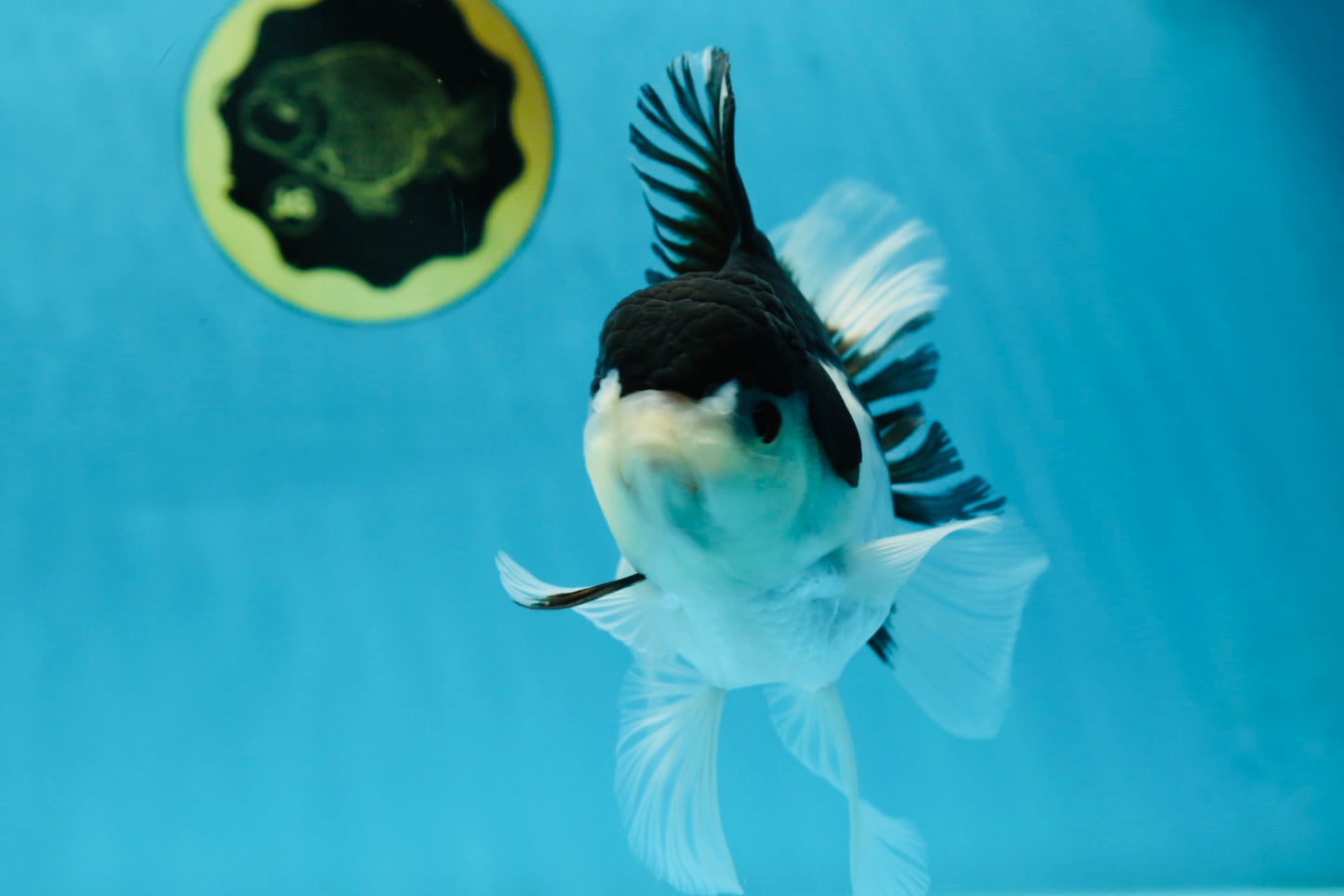 A Grade Panda Oranda Female 5-5.5 inches #051625OR_34