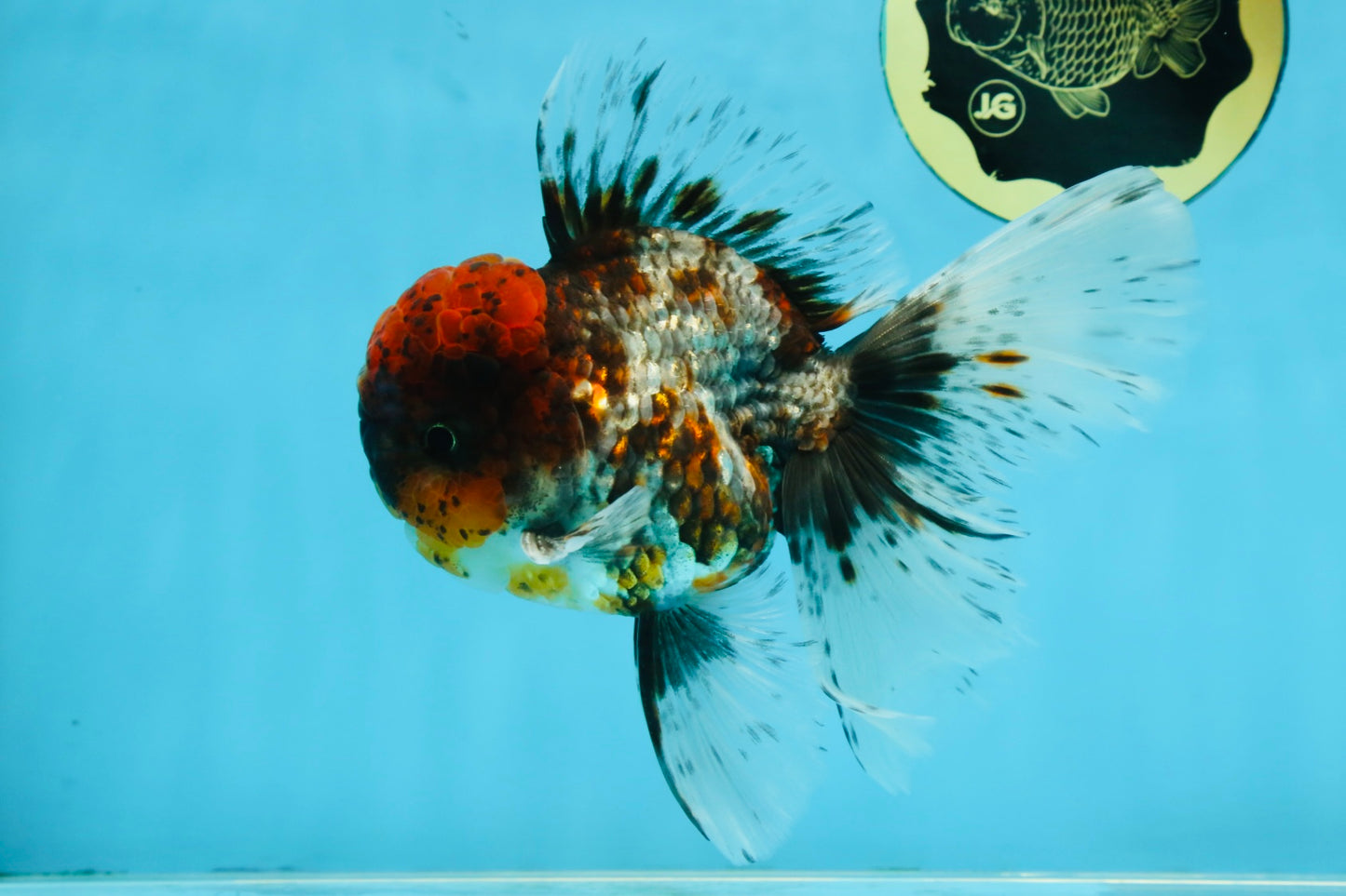 THICK BODY AAA Grade Calico Kirin Oranda Male 5.5 inches #102425OR_20