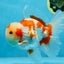 AAA Grade ADORABLE Red White Oranda Male 6 inches #090525OR_08
