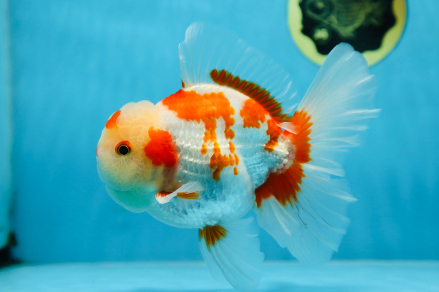 AAA Grade ADORABLE Red White Oranda Male 6 inches #090525OR_08