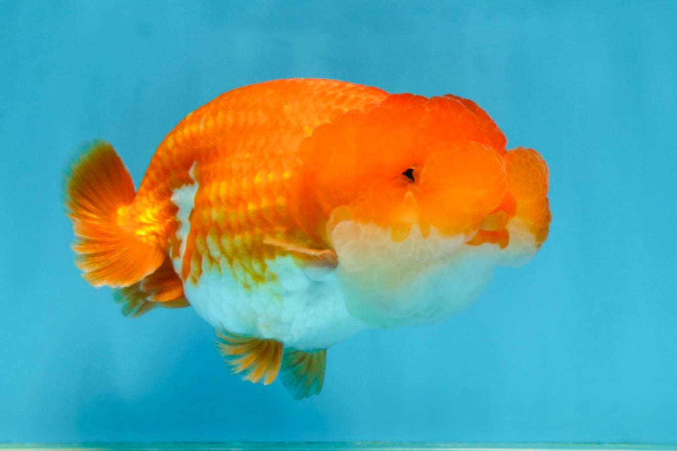 A Grade Red White LionQueen 4.5 inches #062725LC_06