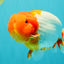 BIG WEN A Grade Red Head Red White Buffalo Ranchu Female 6 inches #101626RC_23